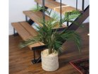 【ブラウン/BROWN / GOODS】のAreca Palm Pot / アレカヤシ ポット 70 参考イメージ|ID: prp329100004948254 ipo3291000000037132768