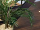 【ブラウン/BROWN / GOODS】のAreca Palm Pot / アレカヤシ ポット 70 参考イメージ|ID: prp329100004948254 ipo3291000000037132769