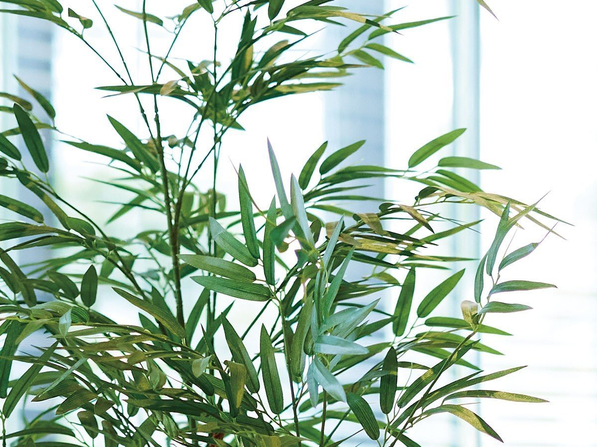 【ブラウン/BROWN / GOODS】のBamboo Pot / バンブー ポット 120 インテリア・キッズ・メンズ・レディースファッション・服の通販 founy(ファニー) 　おすすめ　Recommended / Our Picks　バンブー　Bamboo, Bamboo Material　ホーム・キャンプ・アウトドア・お取り寄せ　Home Living / Home & Lifestyle / Camping Gear / Outdoor Camping　家具・インテリア　Home Furniture & Interior. Stylish & Functional Living Spaces　その他 インテリア雑貨、家具　Home Decor & Furniture Extras　参考イメージ|ID: prp329100004948260 ipo3291000000037132790