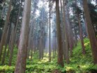 【モア トゥリーズ デザイン/more trees design / GOODS】のSTOOL / スツール(シングル) 本製品の売上の一部は、more trees の森林保全をはじめとする活動に役立てられます。|ID: prp329100004971094 ipo3291000000037278990
