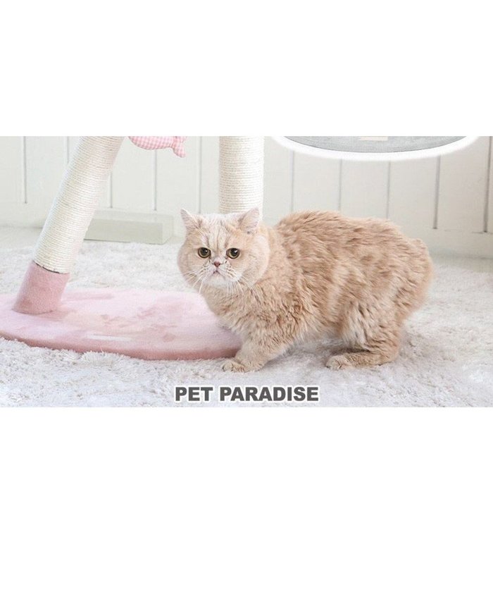 【ペットパラダイス/PET PARADISE / GOODS】の猫 キャットタワー 55cm スリム インテリア・キッズ・メンズ・レディースファッション・服の通販 founy(ファニー) https://founy.com/ スリム Slim ネコ Cat 猫 Cat ファブリック Fabric ホーム・キャンプ・アウトドア・お取り寄せ Home,Garden,Outdoor,Camping Gear ペットグッズ Pet Supplies |ID: prp329100002305094 ipo3291000000026056652