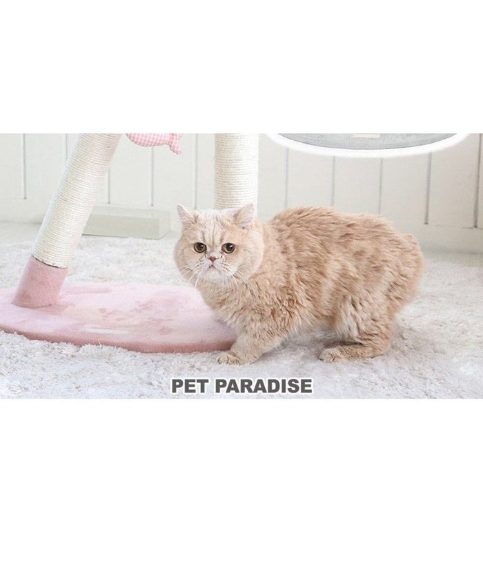 【ペットパラダイス/PET PARADISE / GOODS】の猫 キャットタワー 55cm スリム インテリア・キッズ・メンズ・レディースファッション・服の通販 founy(ファニー) https://founy.com/ スリム Slim ネコ Cat 猫 Cat ファブリック Fabric ホーム・キャンプ・アウトドア・お取り寄せ Home,Garden,Outdoor,Camping Gear ペットグッズ Pet Supplies |ID: prp329100002305094 ipo3291000000029393808