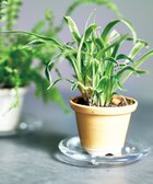 【アイトー製作所/aito】の景 植木鉢小 辛子_288116|ID: prp329100004675684 ipo3291000000034317747