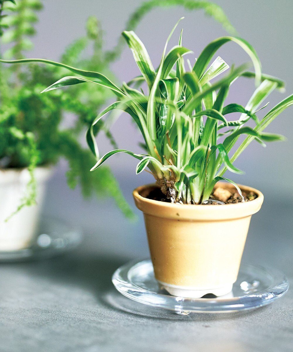 【アイトー製作所/aito】の景 植木鉢小 インテリア・キッズ・メンズ・レディースファッション・服の通販 founy(ファニー) 　ファッション　Fashion　レディースファッション　Fashion for Women　フラワー　Flower, Floral　辛子_288116|ID: prp329100004675684 ipo3291000000034317747