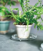 【アイトー製作所/aito】の景 植木鉢小 卯の花_288117|ID: prp329100004675684 ipo3291000000034317750