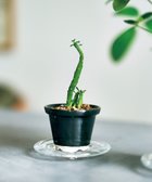 【アイトー製作所/aito】の景 植木鉢小 墨_288119|ID: prp329100004675684 ipo3291000000034317753