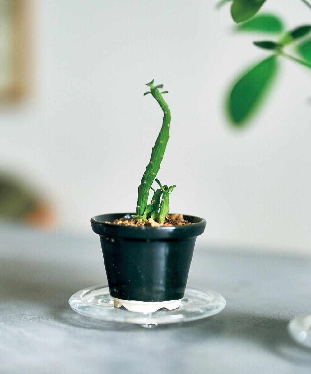 【アイトー製作所/aito】の景 植木鉢小 インテリア・キッズ・メンズ・レディースファッション・服の通販 founy(ファニー) 　ファッション　Fashion　レディースファッション　Fashion for Women　フラワー　Flower, Floral　墨_288119|ID: prp329100004675684 ipo3291000000034317753