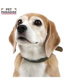 【ペットパラダイス/PET PARADISE / GOODS】のペットパラダイス 合皮 首輪 《カーキ》 中型犬 SM 人気、トレンドファッション・服の通販 founy(ファニー) 新作・新入荷 New Arrivals / New In 犬 Dog ホーム・キャンプ・アウトドア・お取り寄せ Home Living / Home & Lifestyle / Camping Gear / Outdoor Camping ペットグッズ Pet Supplies thumbnail カーキ|ID: prp329100004740062 ipo3291000000034241852