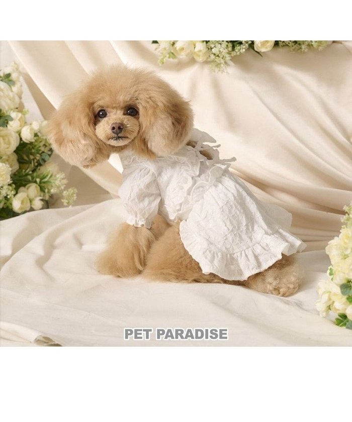 【ペットパラダイス/PET PARADISE / GOODS】のcherircouture フリルリボン ワンピース 《ホワイト》 小型犬 インテリア・キッズ・メンズ・レディースファッション・服の通販 founy(ファニー) https://founy.com/ イレギュラー Irregular Design フリル Frill, Ruffle ボレロ Bolero, Short Cardigan リボン Ribbon, Bow エレガント 上品 Elegant 夏 Summer 春 Spring S/S・春夏 SS, Spring/Summer, Warm Season 犬 Dog ホーム・キャンプ・アウトドア・お取り寄せ Home Living / Home & Lifestyle / Camping Gear / Outdoor Camping ペットグッズ Pet Supplies |ID: prp329100004772927 ipo3291000000034584464