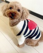 【ヌックル/Nukle】のNukle・テディドッグウェア/ボーダー ブラック|ID: prp329100004934344 ipo3291000000037033699